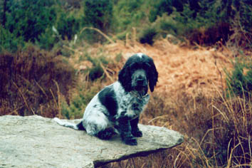 Jesper1